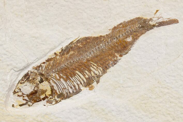 Bargain, Detailed Fossil Fish (Knightia) - Wyoming #174706